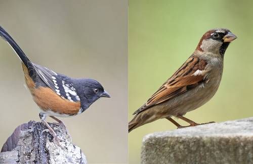 Detonaciones-por-obras-del-muro-fronterizo-danan-el-cerro-Cuchuma-y-ponen-en-riesgo-a-69-especies-de-aves