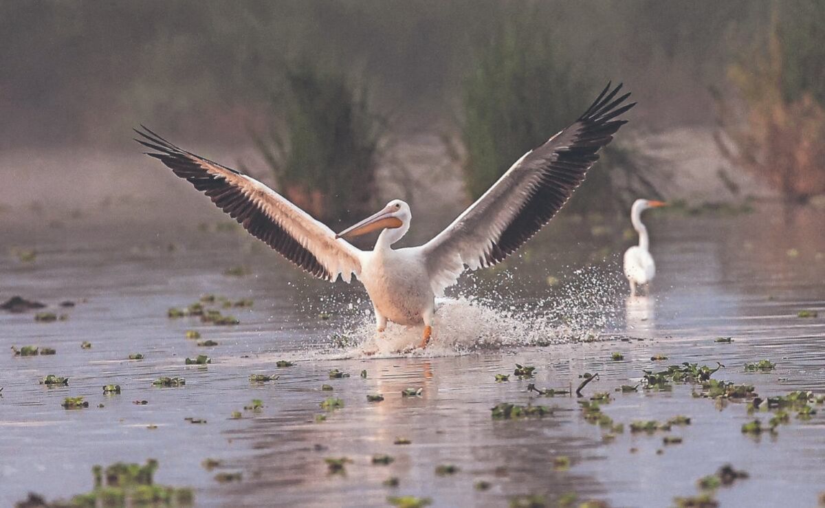 Pelicanos-encuentran-refugio-en-Xochimilco-y-se-integran-al-ecosistema